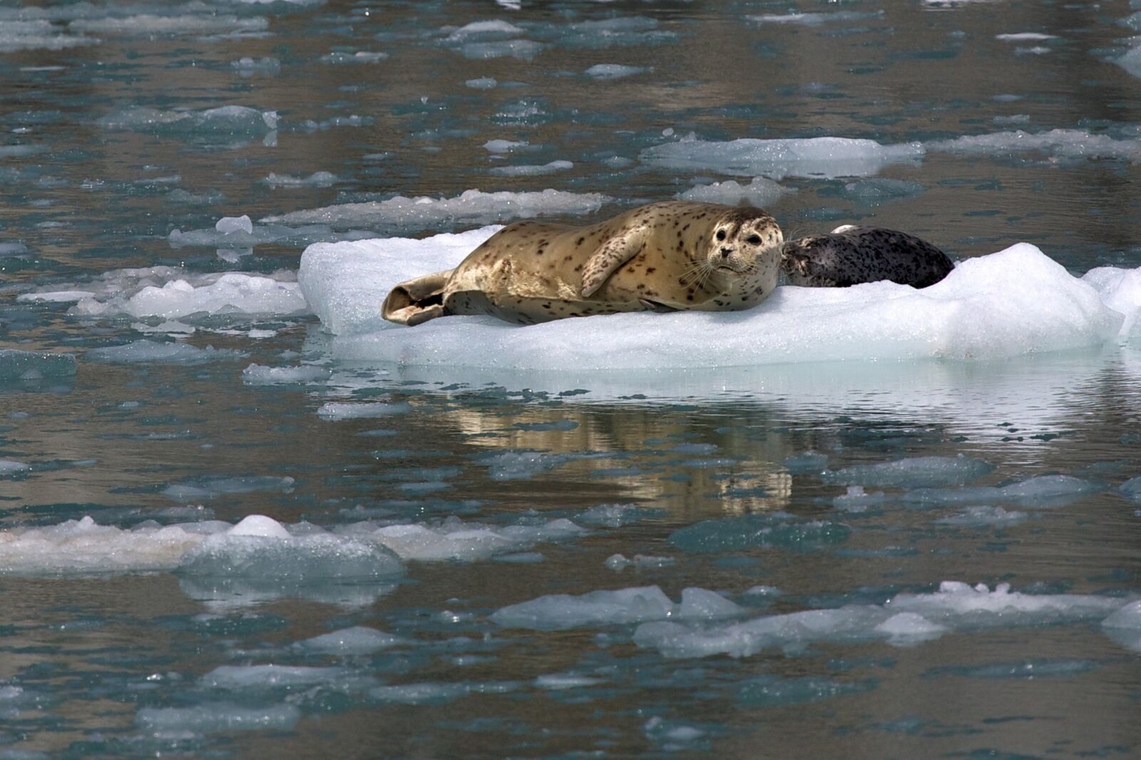 Canon EF 100-400mm F4.5-5.6L IS USM sample photo. Harbor seals, ice, looking photography