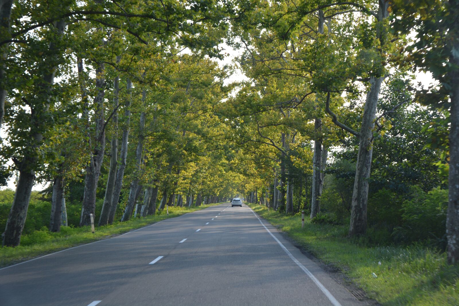 Nikon D5200 sample photo. Path, alley, trees photography