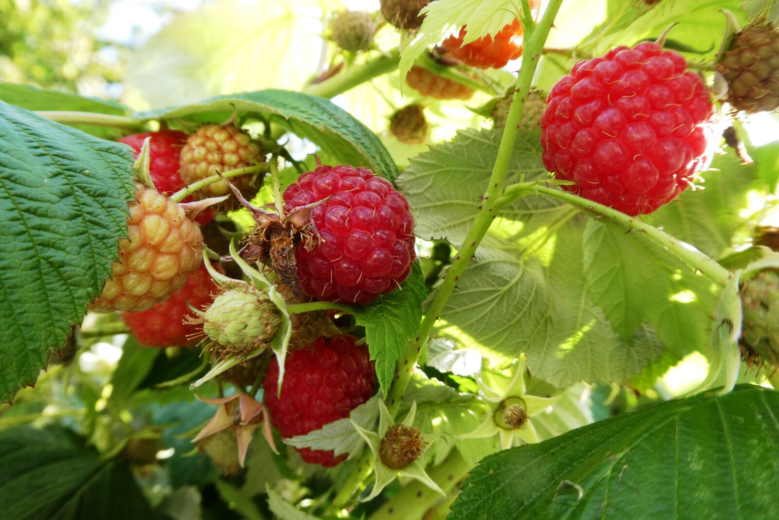 Panasonic Lumix DC-ZS70 (Lumix DC-TZ90) sample photo. Raspberries, bush, fruits photography