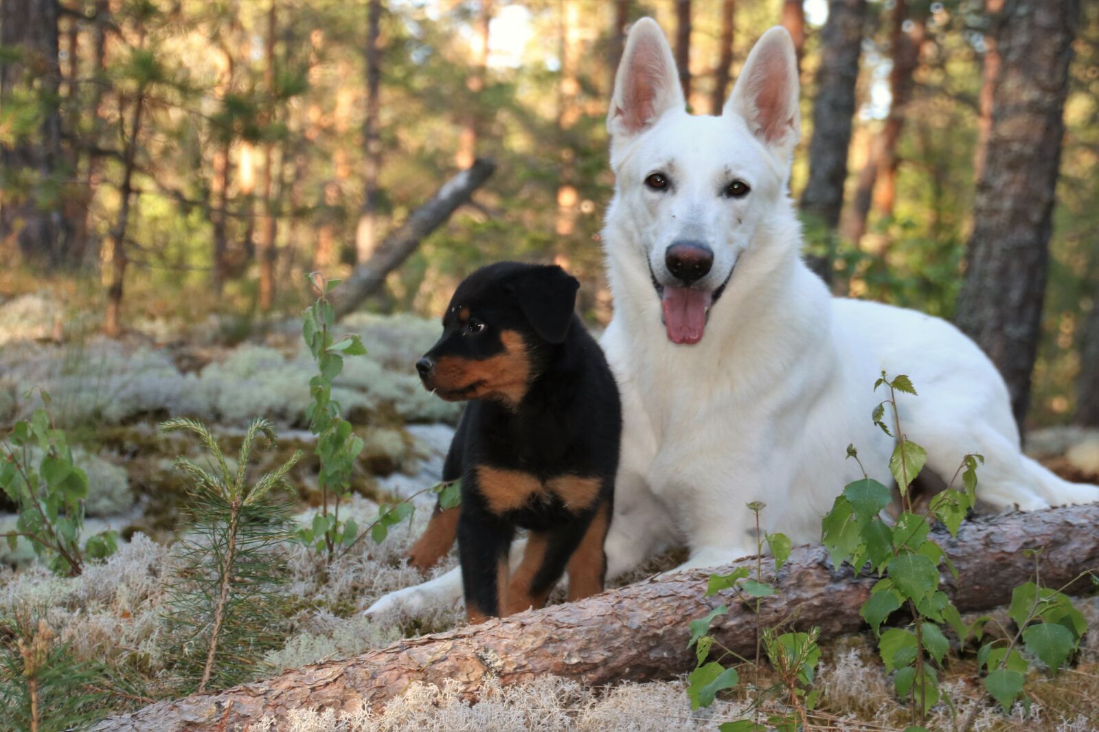 Canon EOS 750D (EOS Rebel T6i / EOS Kiss X8i) sample photo. Rottweiler, puppy, dogs photography