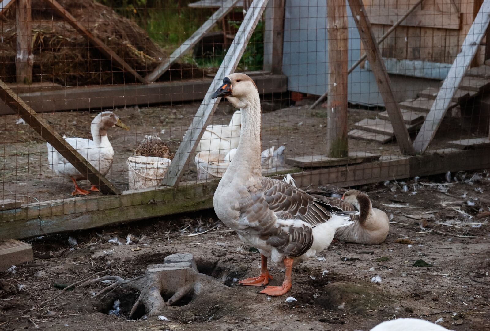 Canon EOS 200D (EOS Rebel SL2 / EOS Kiss X9) sample photo. Goose, village, nature photography