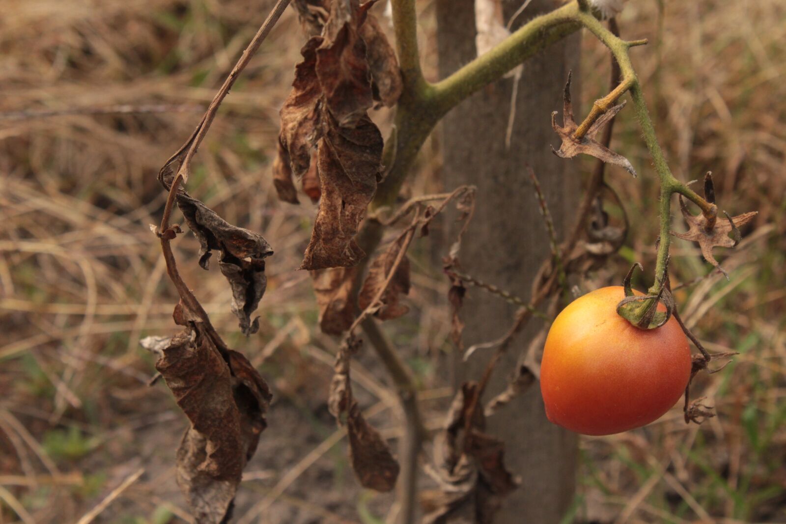 Canon EOS 500D (EOS Rebel T1i / EOS Kiss X3) sample photo. Tomato, crop failure, vegetables photography