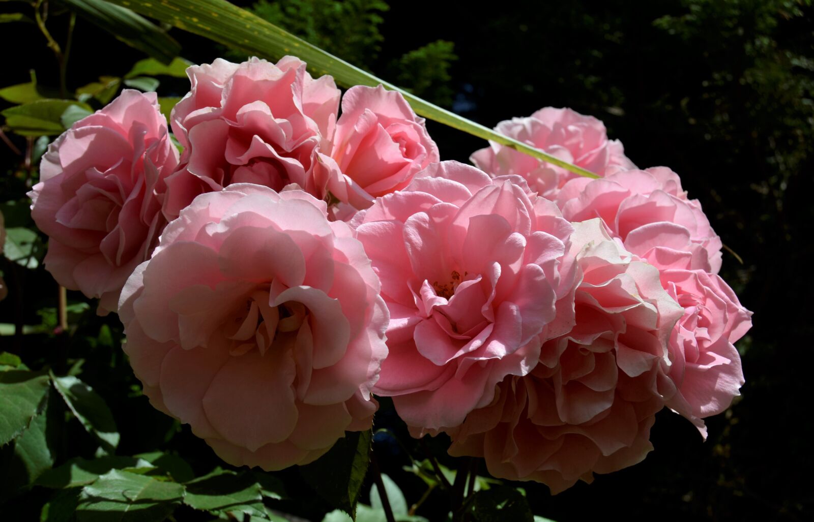 Nikon D5100 sample photo. Flower, bloom, petals photography