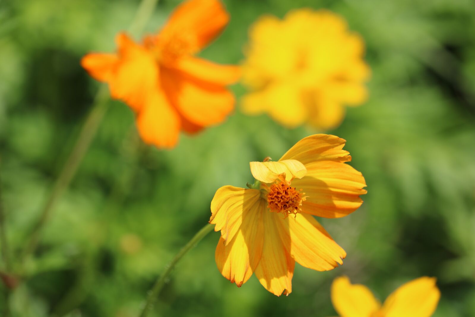 Canon EOS 750D (EOS Rebel T6i / EOS Kiss X8i) sample photo. Flower, yellow, marigold photography