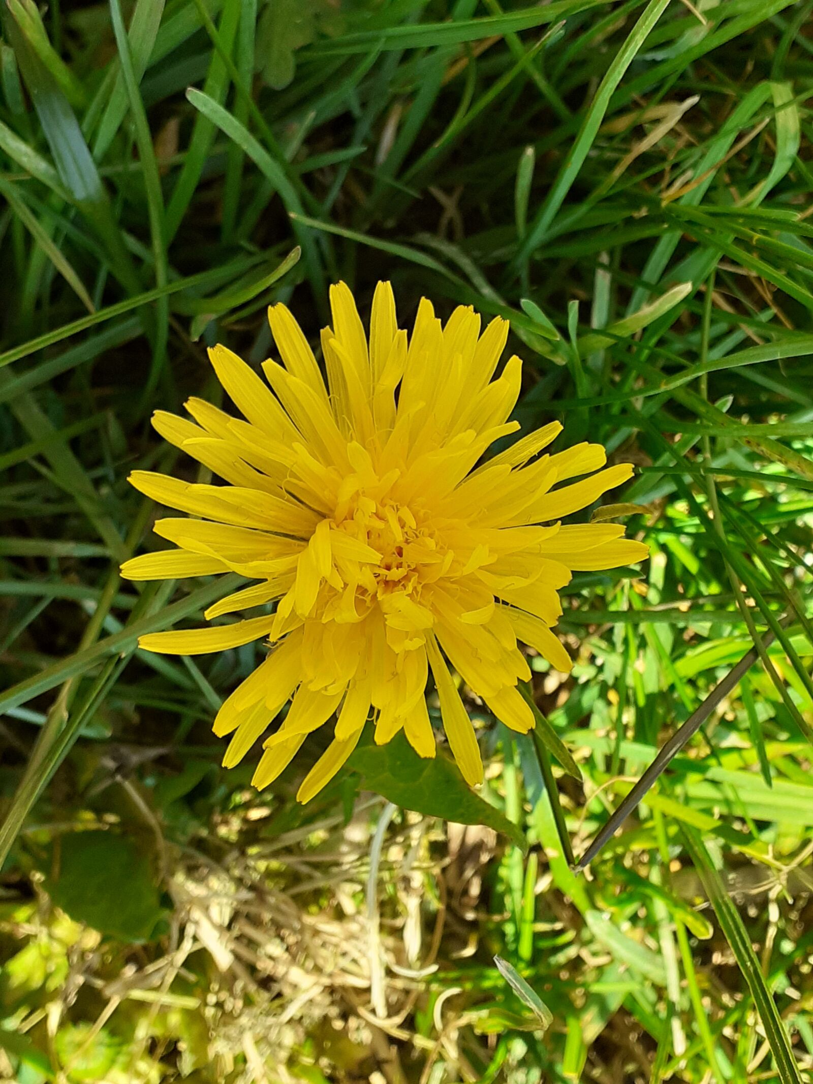 Samsung SM-A202F sample photo. Flowers, dandelion, spring photography