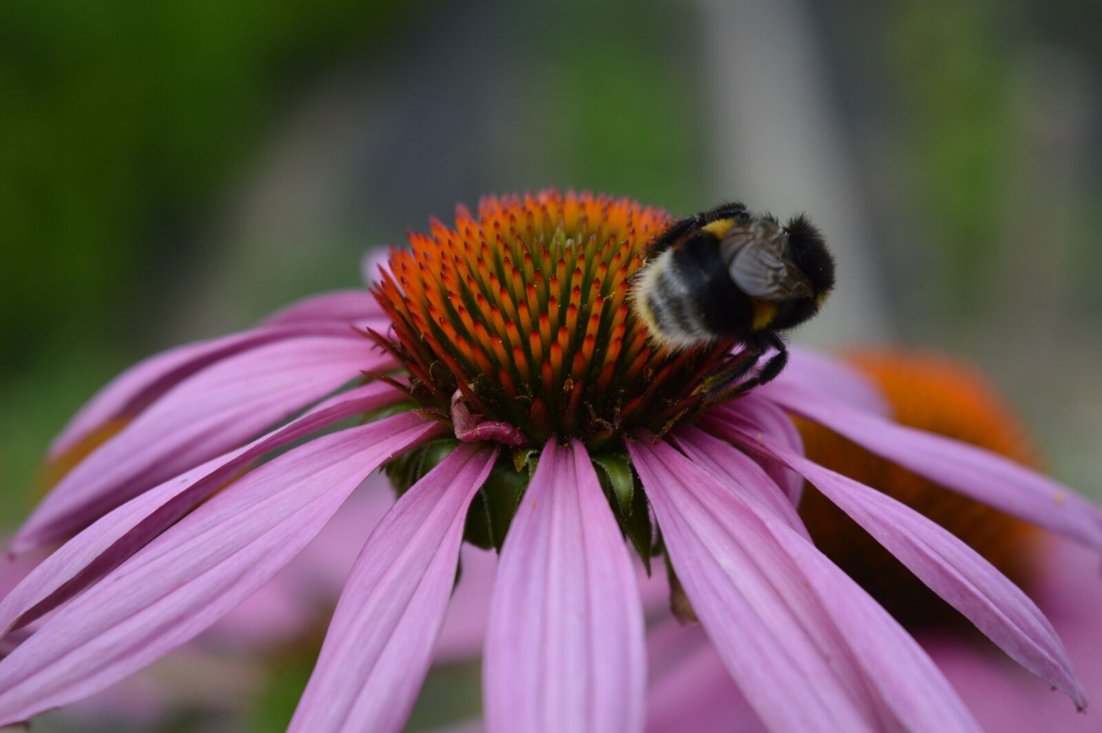 Nikon D3200 sample photo. Bumble-bee, pollination, insect photography