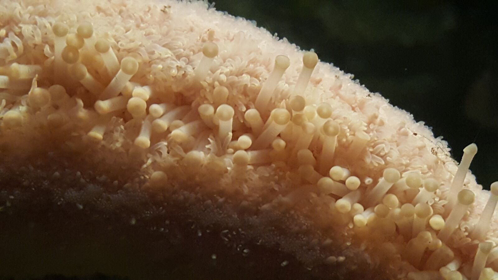Samsung Galaxy Note5 sample photo. Starfish, vegas, sea photography