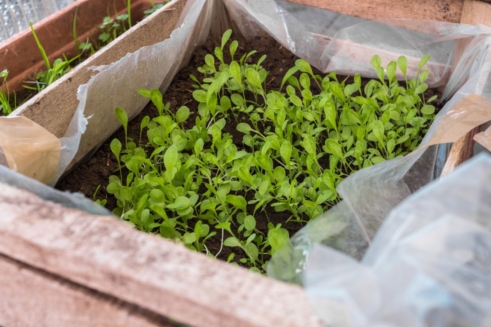 Canon EOS 700D (EOS Rebel T5i / EOS Kiss X7i) sample photo. Planting, plant, fifth photography