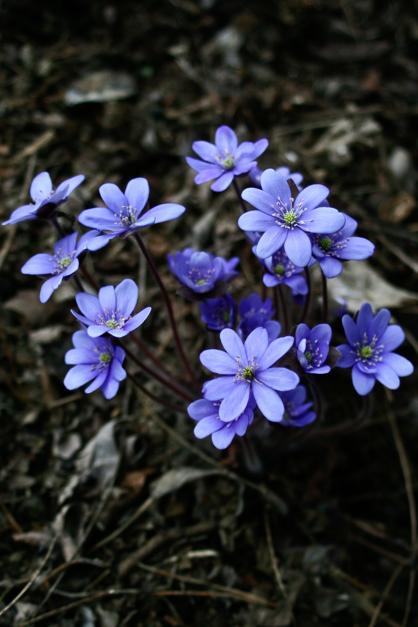 Canon EOS 350D (EOS Digital Rebel XT / EOS Kiss Digital N) sample photo. Blue, flowers, nature photography