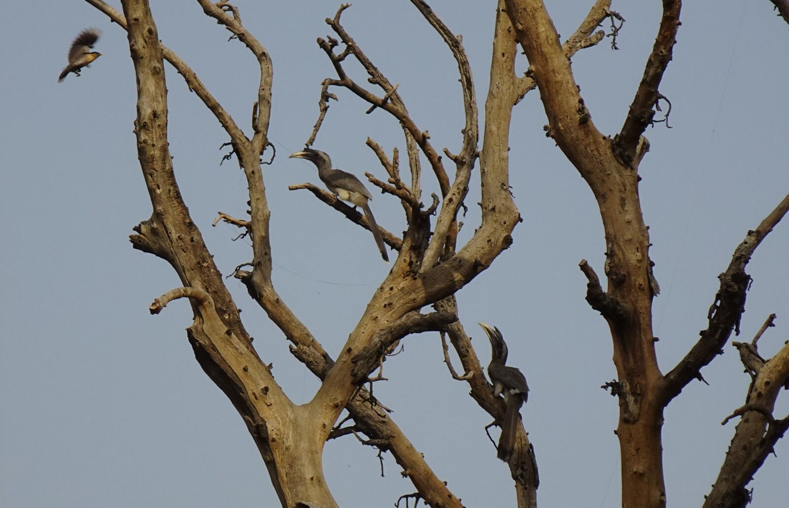 Sony DSC-WX800 sample photo. Bird, hornbill, indian photography
