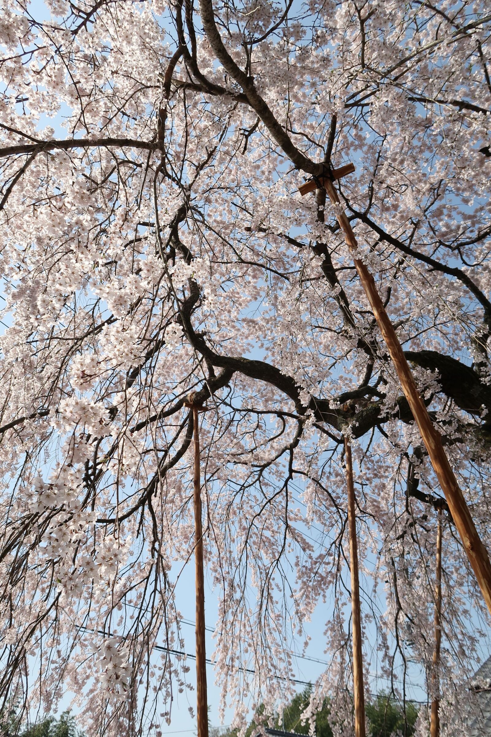 Canon PowerShot G7 X Mark II sample photo. Wood, branch, seasonal photography