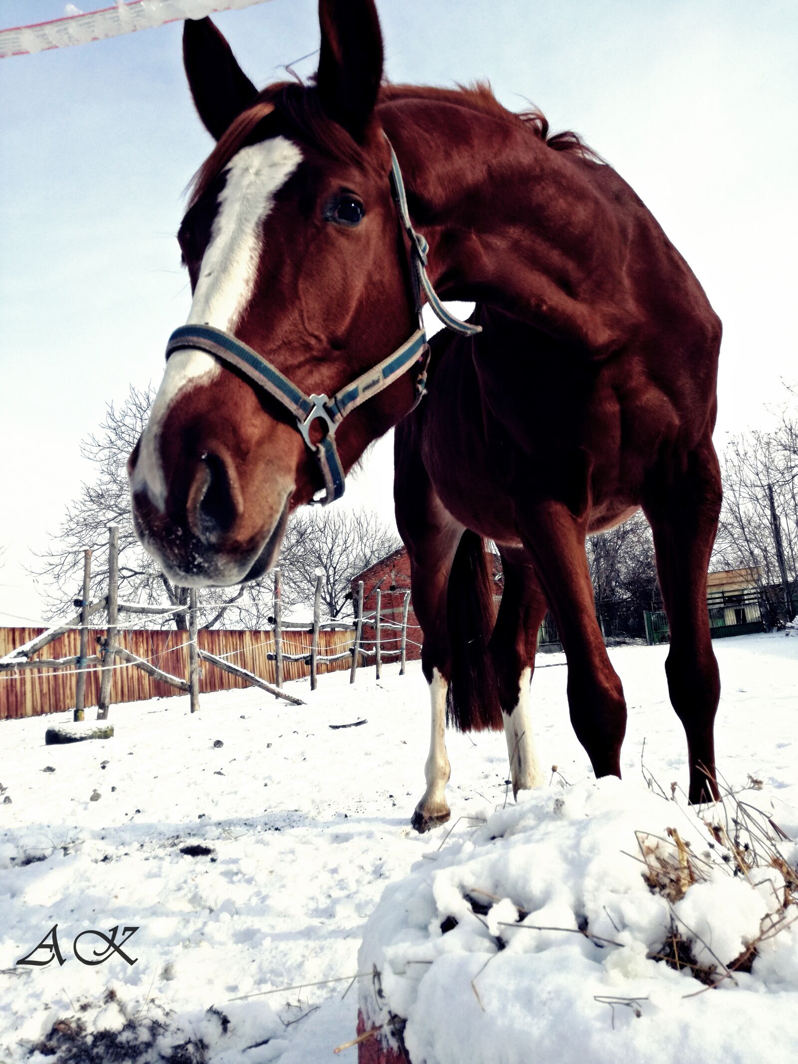 HUAWEI P9 LITE sample photo. Beatiful, chestnut, filters, horse photography