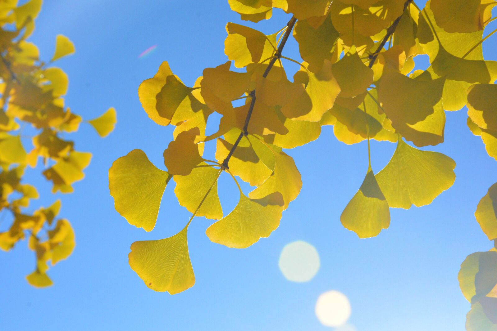 Nikon D7100 sample photo. Autumn, beijing, fragrant hill photography
