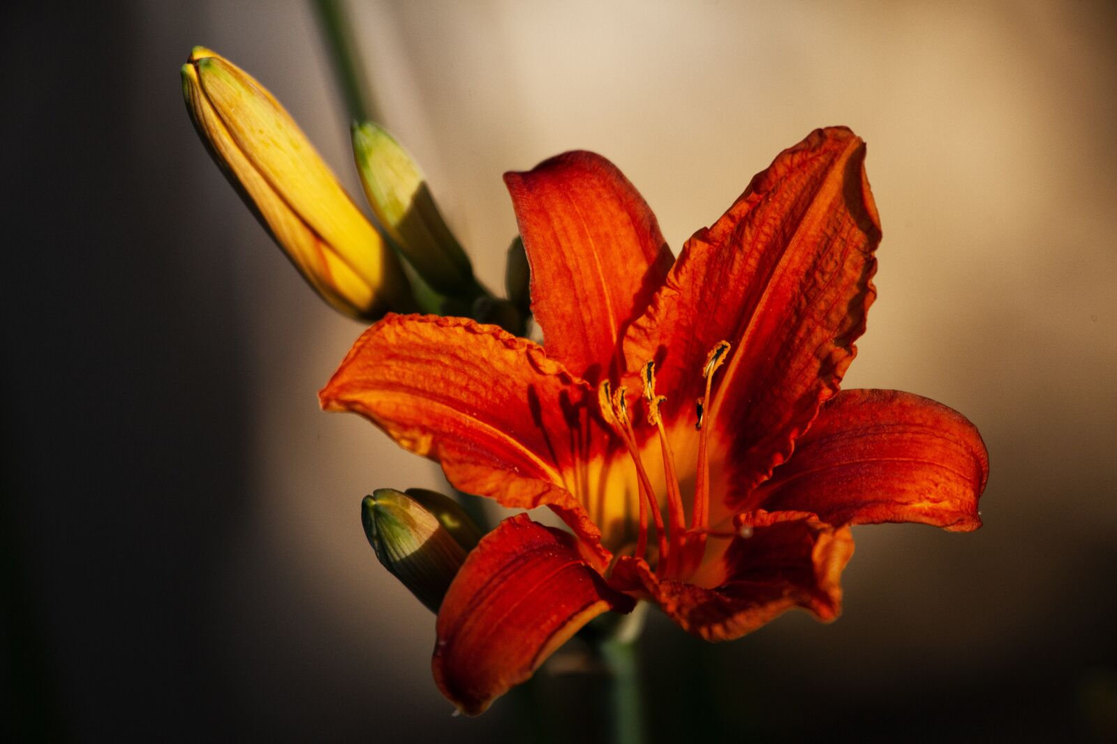 Canon EOS 5D Mark II sample photo. Flower, orange, flowers photography
