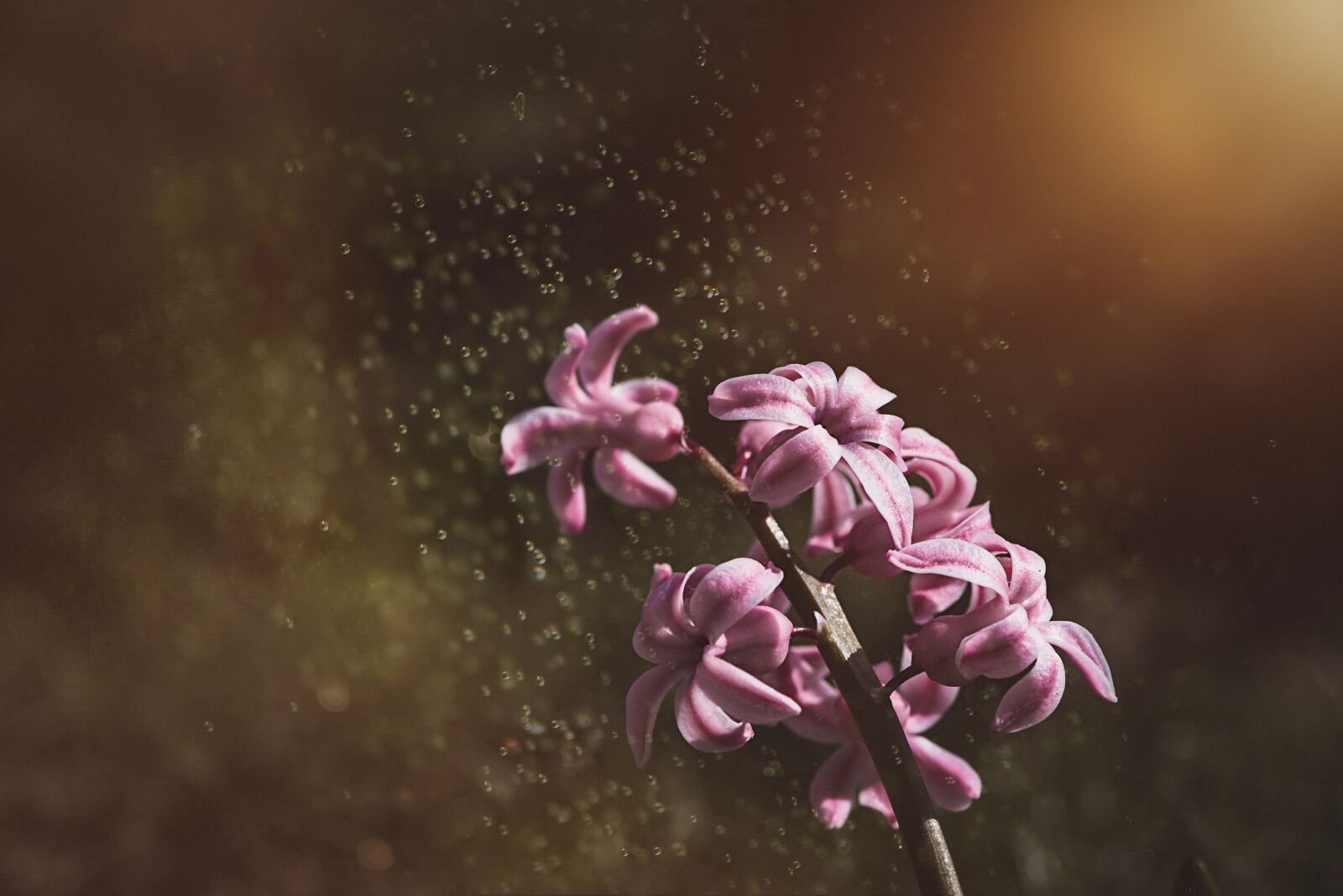 Nikon D750 sample photo. Hyacinth, pink, pink hyacinth photography