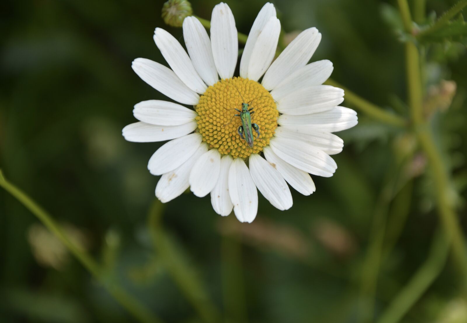 Nikon D5200 sample photo. Marguerite, flower, petals photography