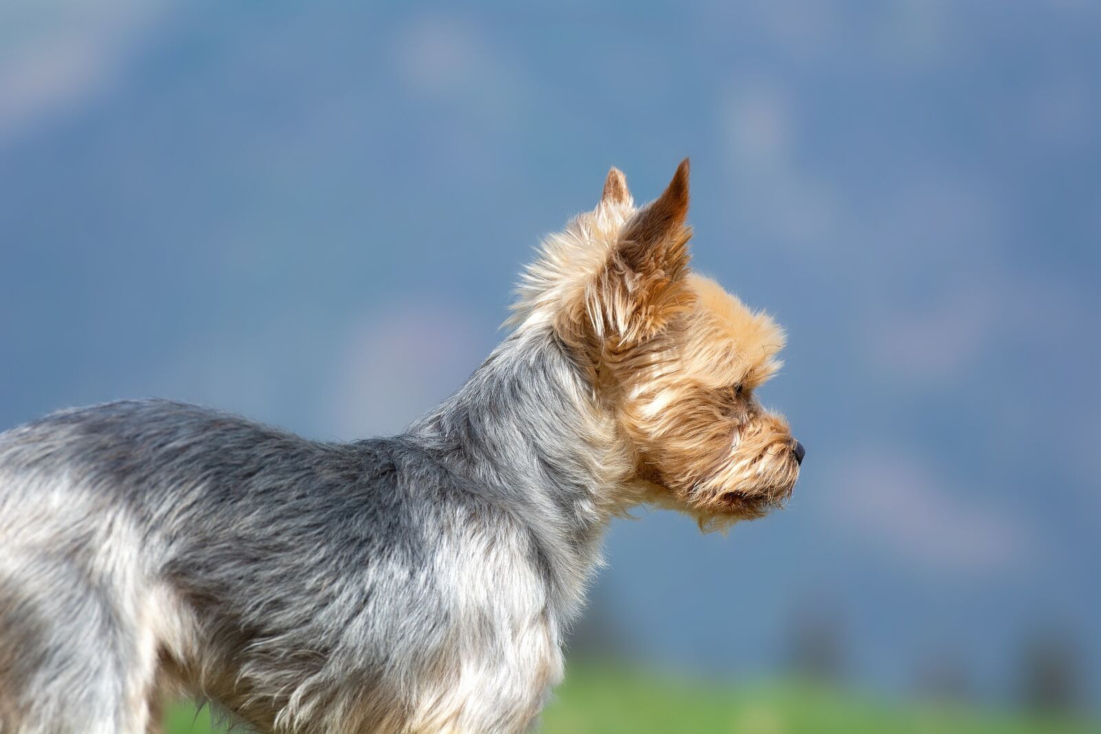 Nikon D7100 sample photo. Dog, yorki, terrier photography
