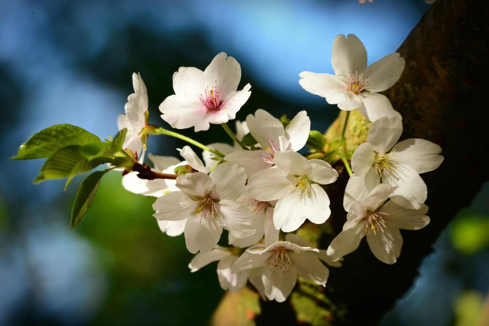 Nikon D7100 sample photo. Apple blossom, flower, tree photography