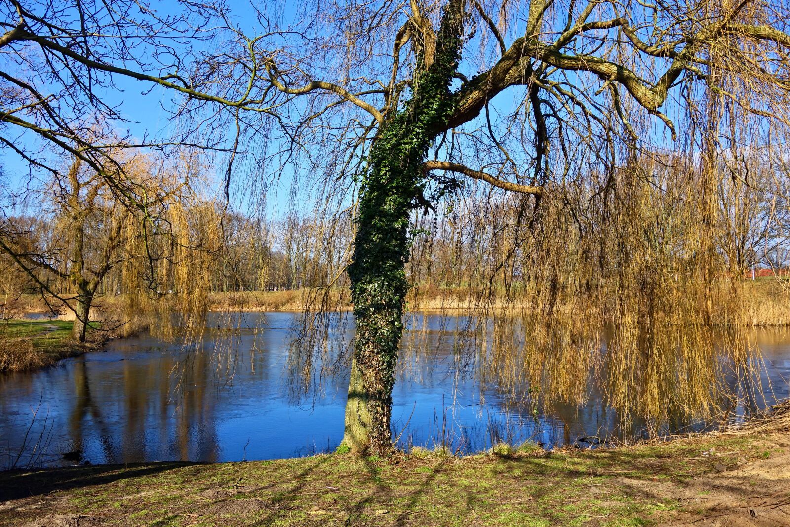 Sony Cyber-shot DSC-RX100 sample photo. Weeping willow, willow, tree photography