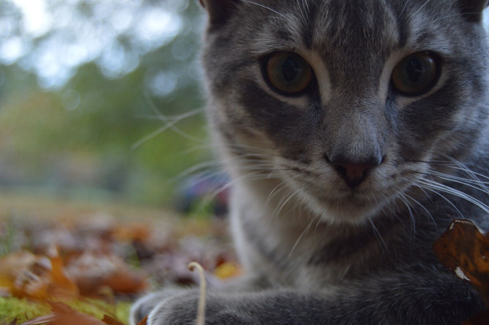 Nikon D3200 sample photo. Cat, animal, feline photography