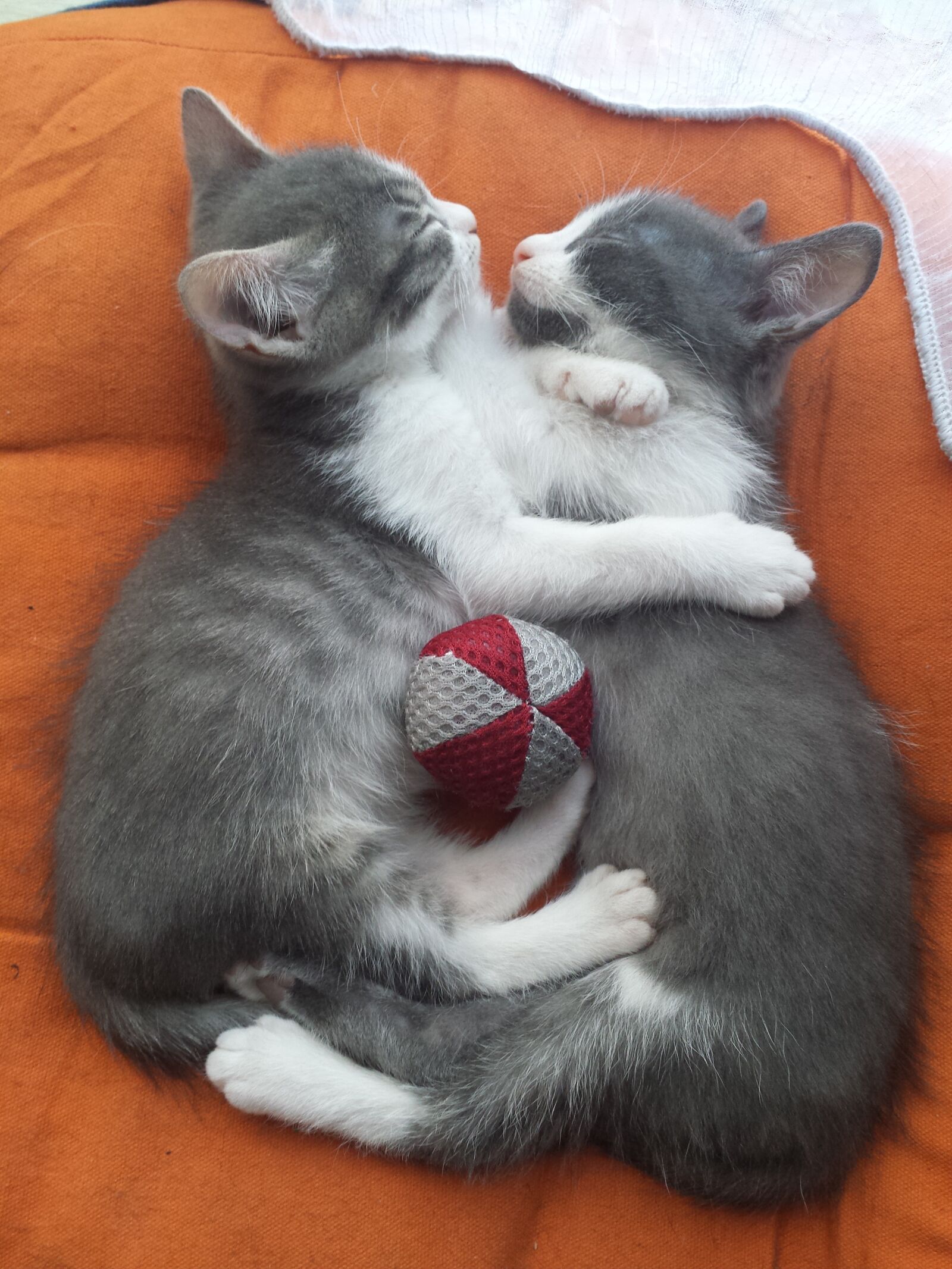 Samsung Galaxy S4 sample photo. Kittens, love, hug photography