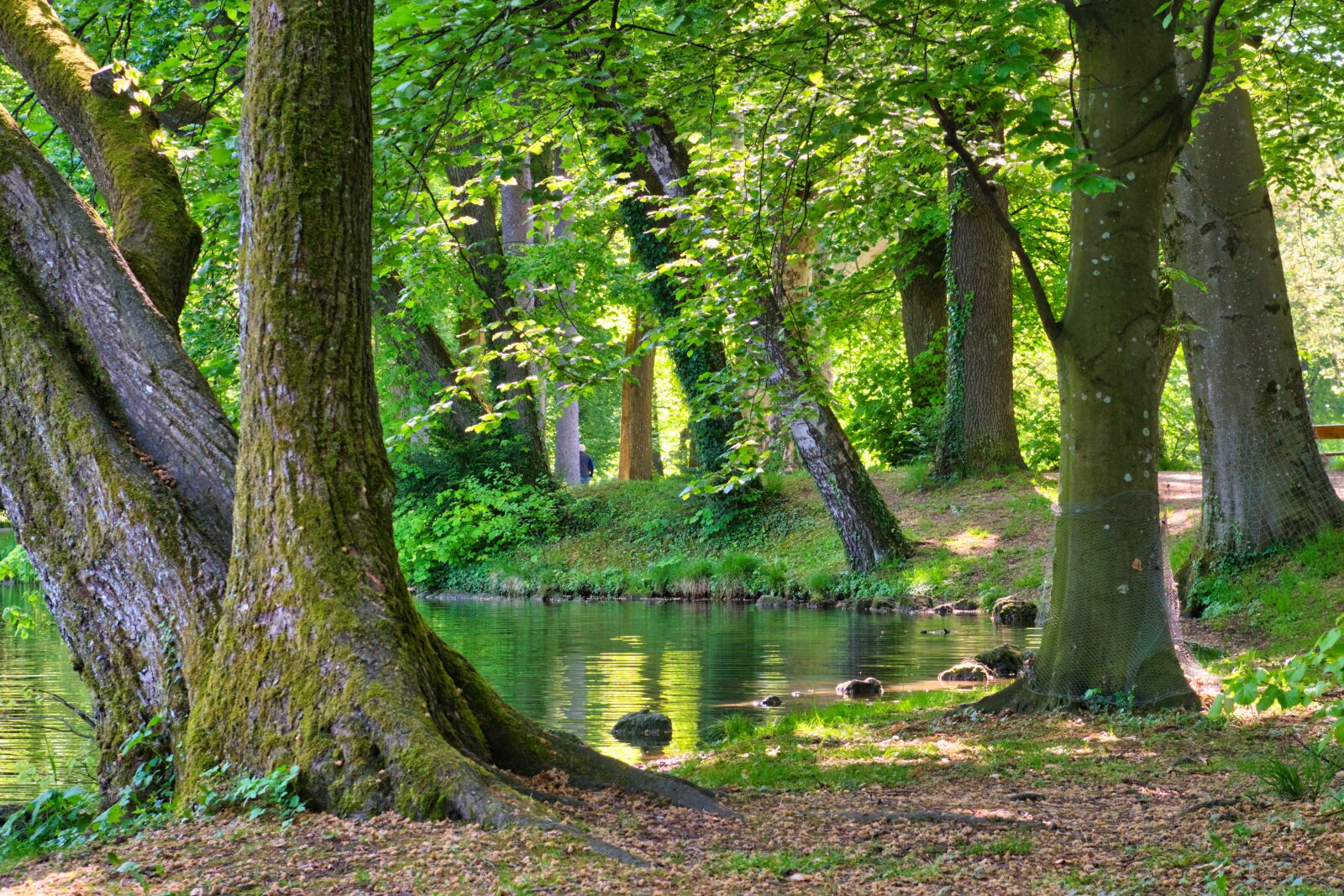 Nikon D7500 sample photo. Trees, stones, bank photography