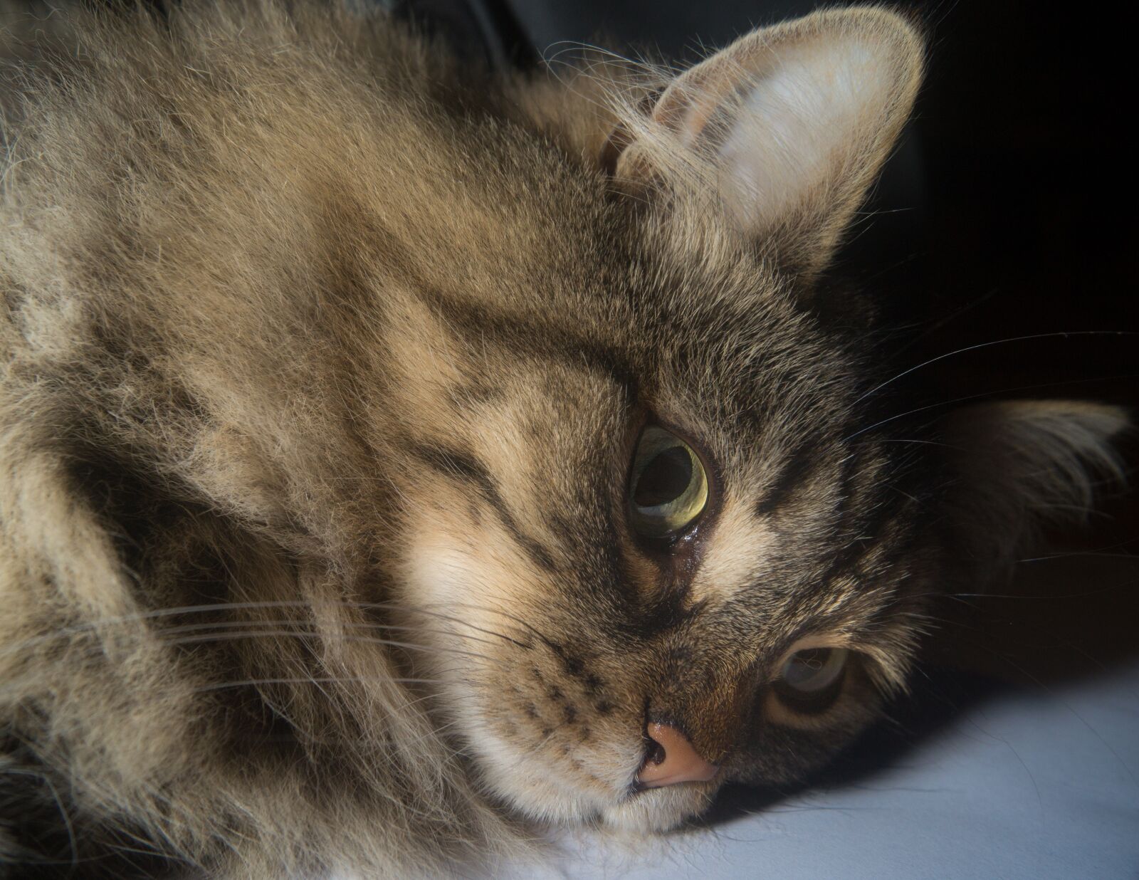 Sony SLT-A58 sample photo. Cat, norwegian forest cat photography