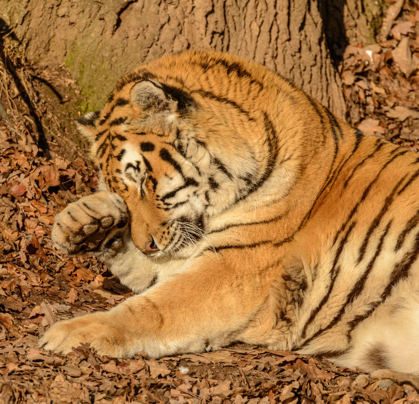 Nikon D800E sample photo. Tiger, paw, cat photography