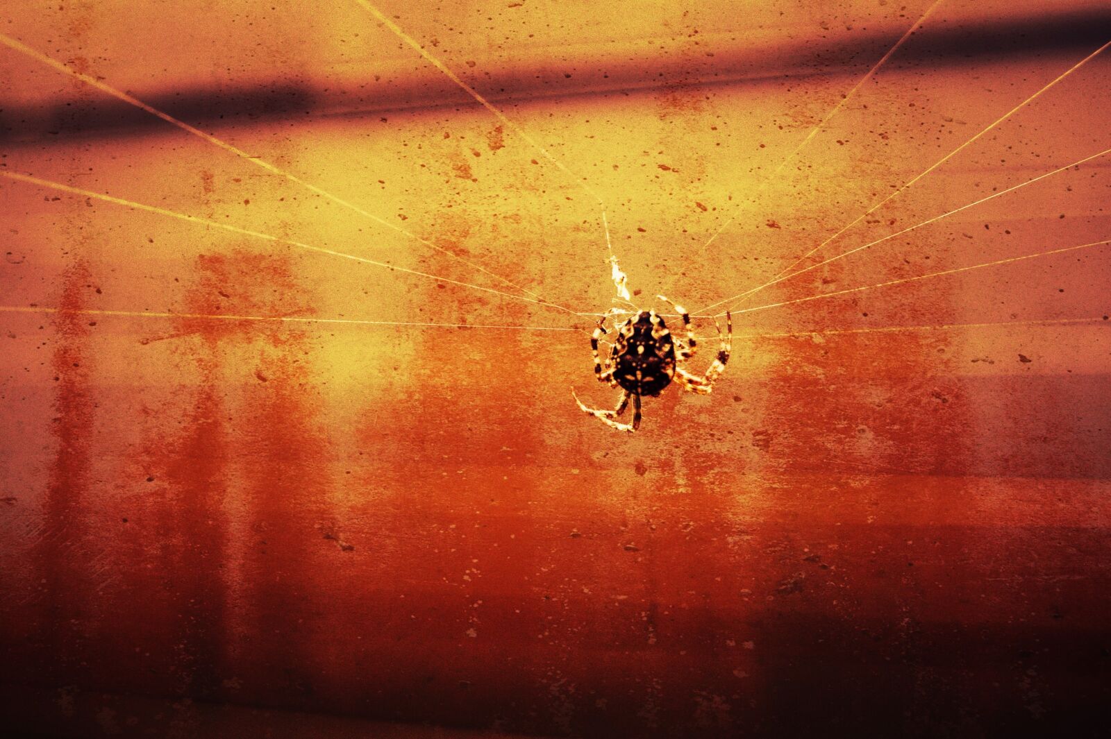 Sony DT 18-55mm F3.5-5.6 SAM II sample photo. Halloween, spider, fear photography