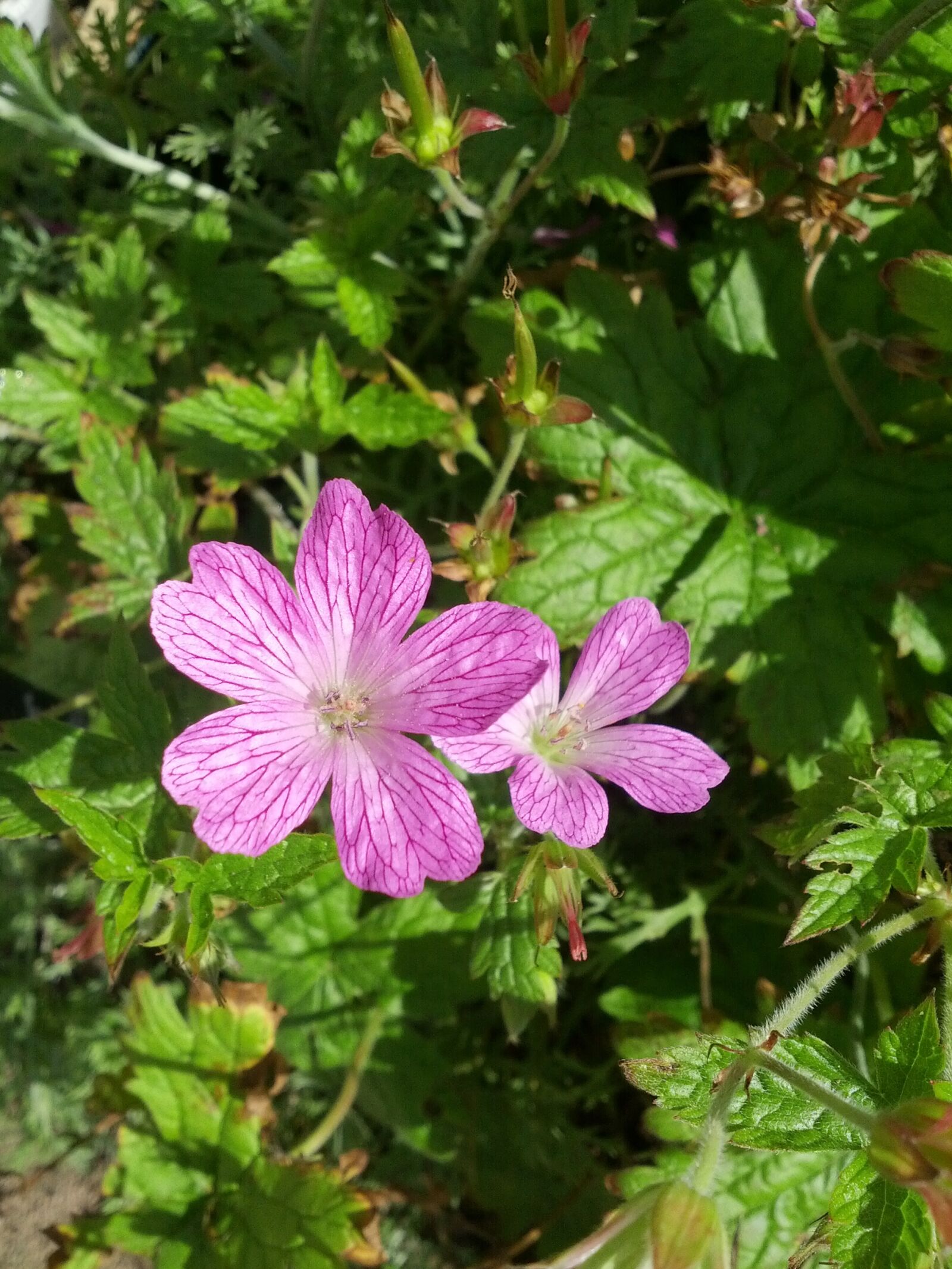 Samsung Galaxy Nexus sample photo. Scots purple, flower, nature photography