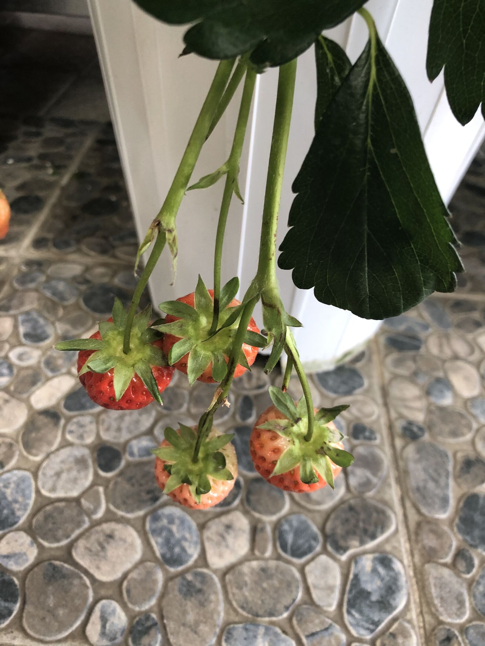 iPhone 8 back camera 3.99mm f/1.8 sample photo. Spring, strawberry, stem photography