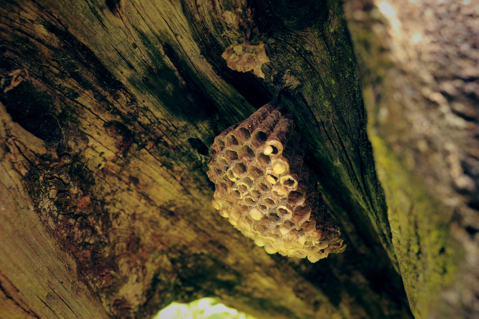 Canon EOS 100D (EOS Rebel SL1 / EOS Kiss X7) sample photo. Close, up, of, tree photography