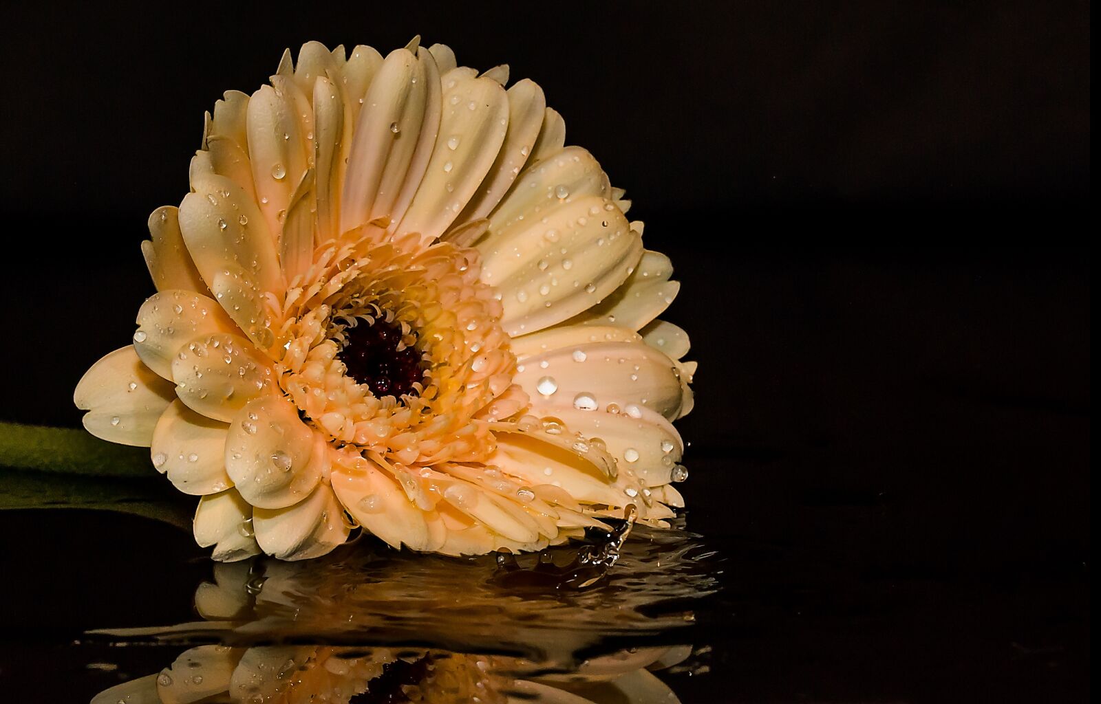 Canon EOS 650D (EOS Rebel T4i / EOS Kiss X6i) sample photo. Gerbera, flower, blossom photography
