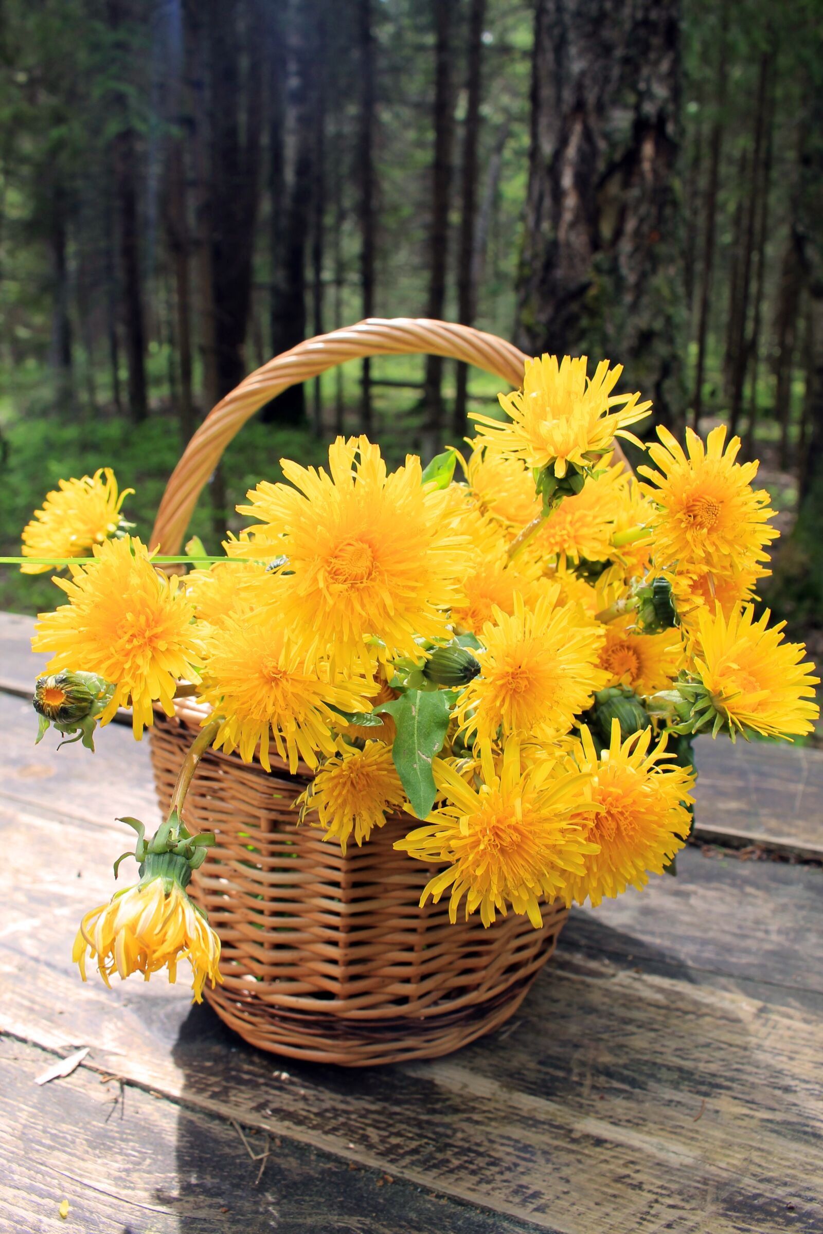 Canon EOS 1100D (EOS Rebel T3 / EOS Kiss X50) sample photo. Flowers, spring, beautiful photography