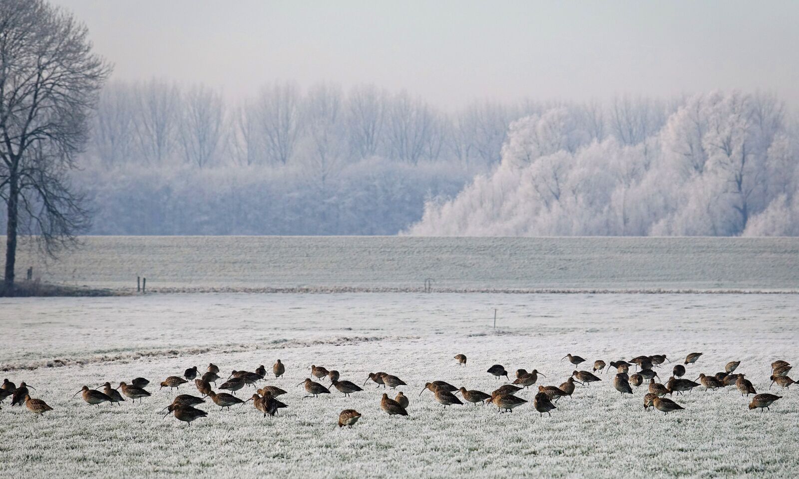 Sony Cyber-shot DSC-RX10 III sample photo. Winter, snow, ice photography