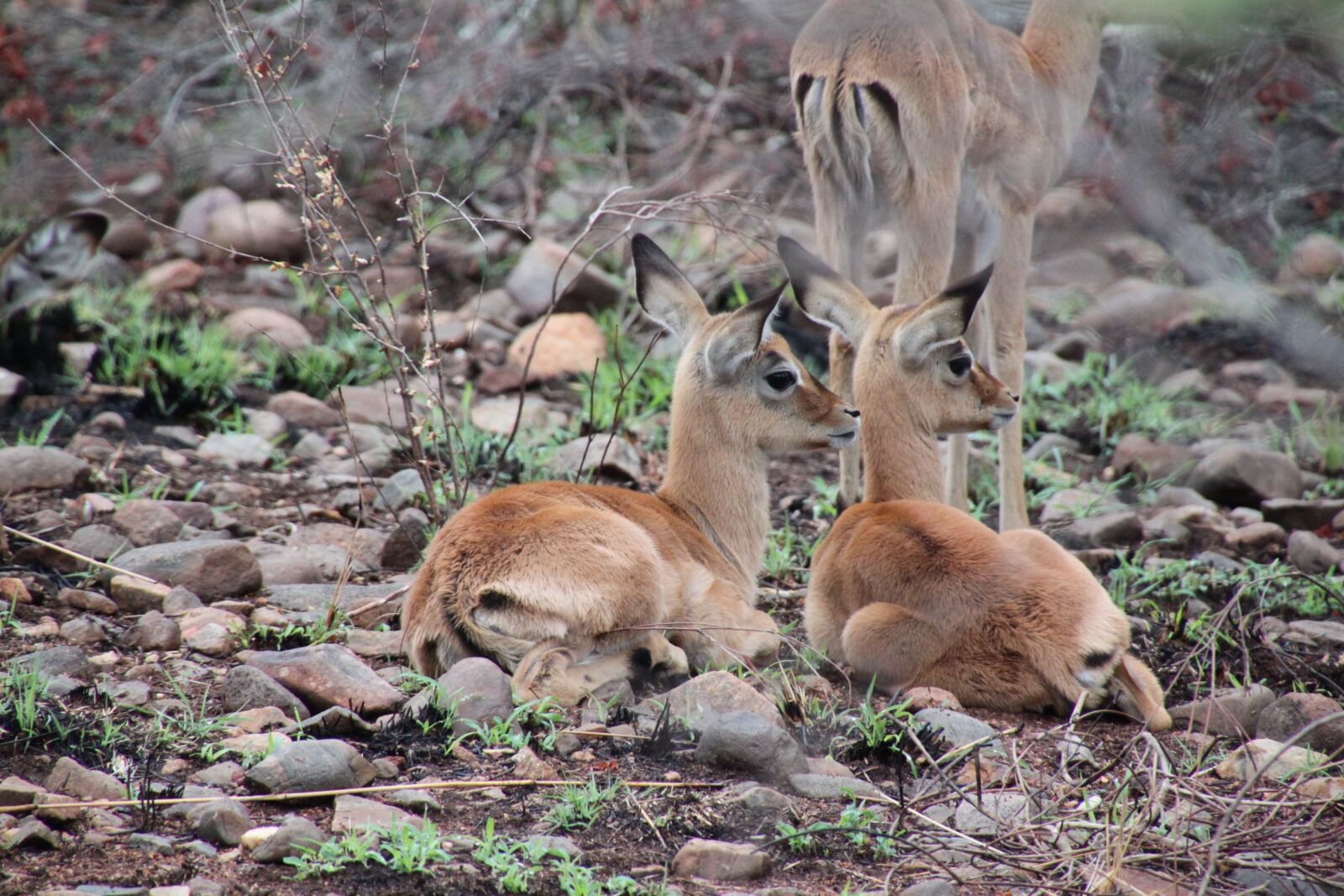 Canon EOS 500D (EOS Rebel T1i / EOS Kiss X3) sample photo. South africa, animals, nature photography