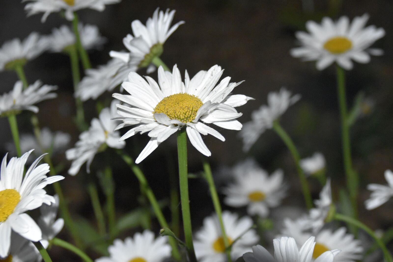 Nikon D5600 sample photo. Marguerite, white petals, flora photography
