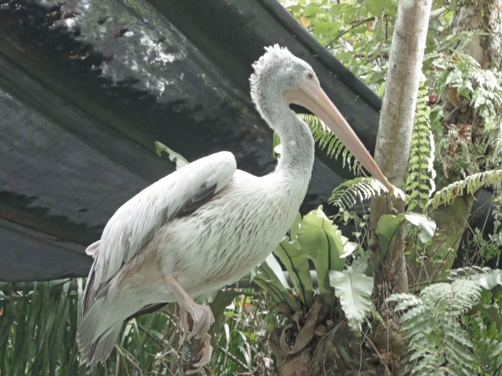 Samsung WB30F/WB31F/WB32F sample photo. Pelican, beek, feathers photography