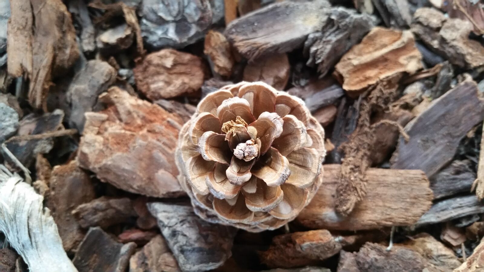 Samsung Galaxy S5 sample photo. Desktop, background, pine cone photography