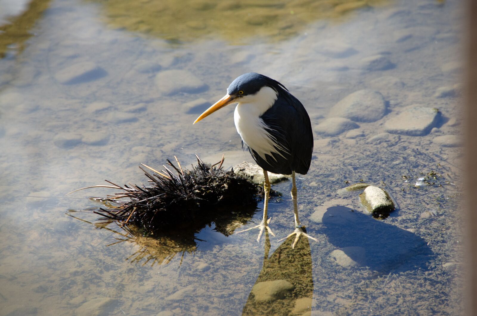 Nikon D5100 sample photo. Heron, pied heron, bird photography