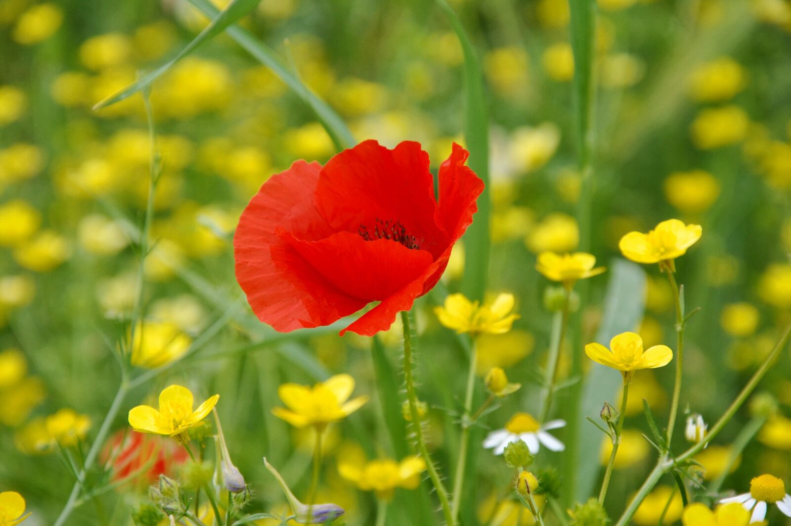 Nikon D90 sample photo. Poppy, summer, nature photography