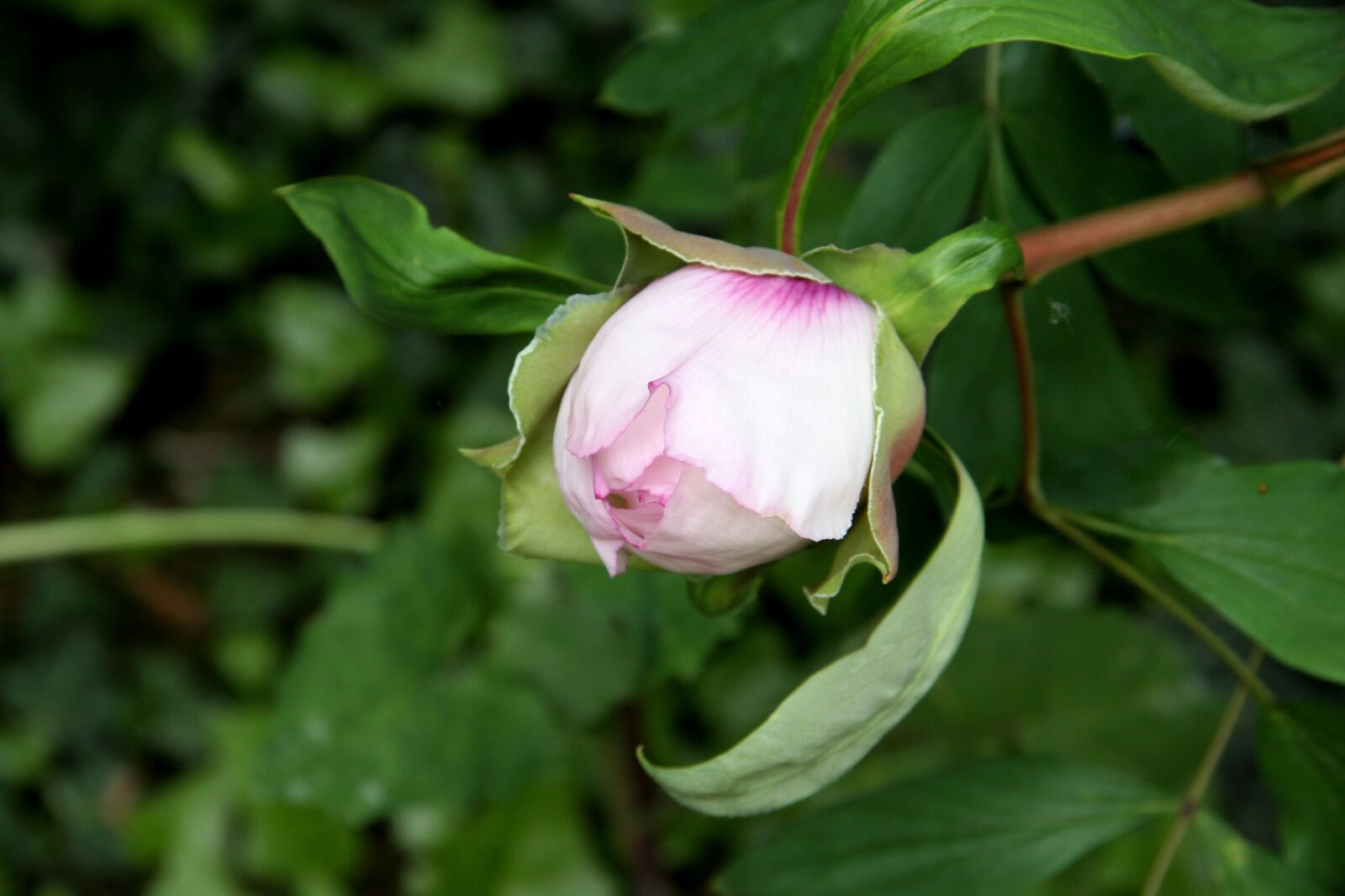 Canon EOS 50D sample photo. Peony, flower, flowering photography