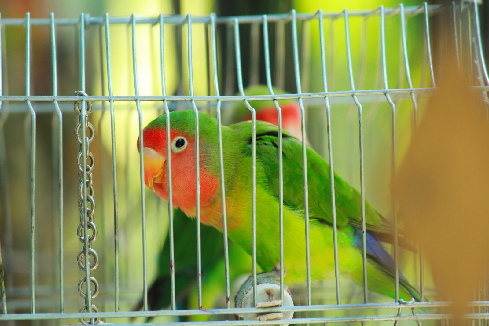 Canon EOS 600D (Rebel EOS T3i / EOS Kiss X5) sample photo. Parrot, bird, lovebird photography