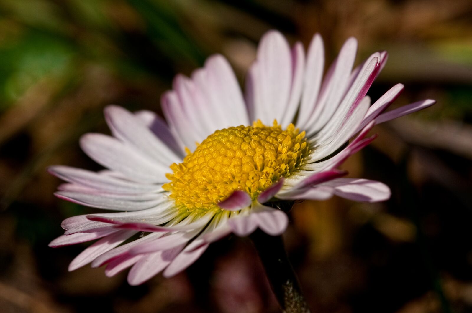 Nikon D300 sample photo. Daisy, flower, pink photography