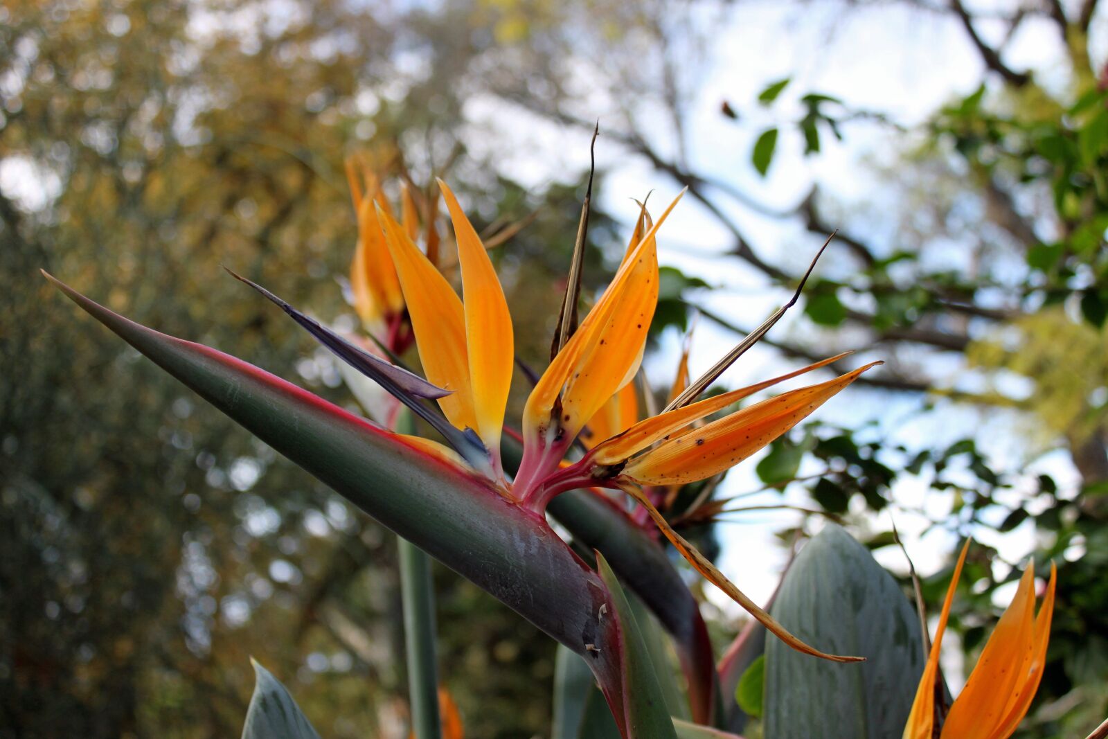 Canon EOS 500D (EOS Rebel T1i / EOS Kiss X3) sample photo. Caudata, australia, bloom photography