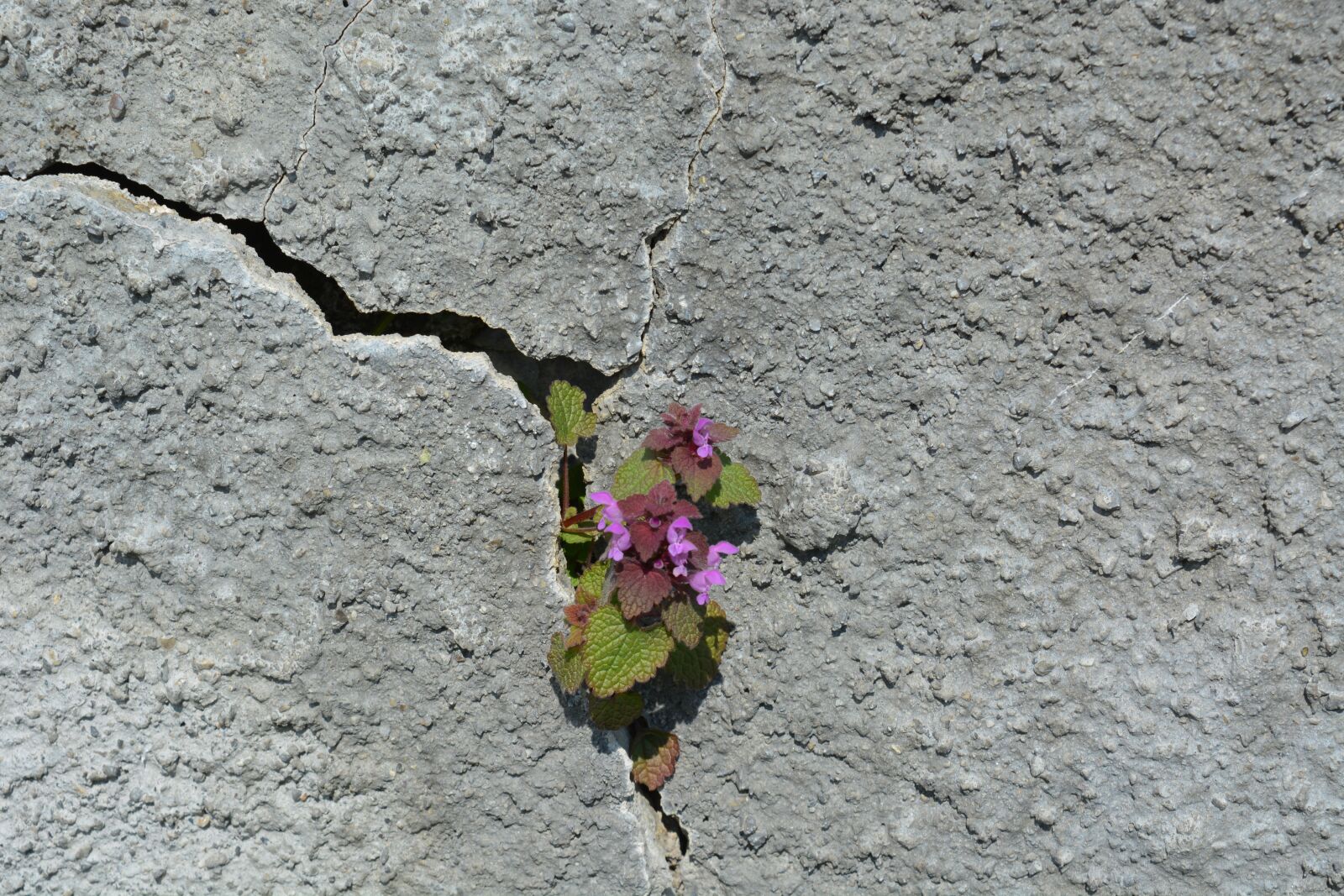 Nikon D5200 sample photo. Stone, nature, plant photography