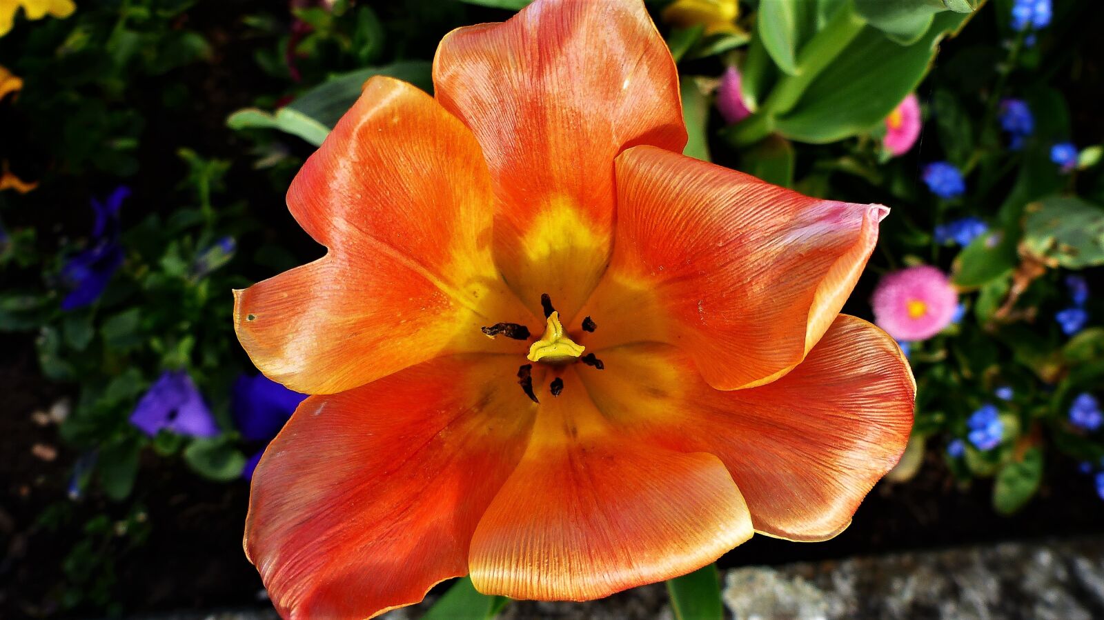 Panasonic Lumix DMC-FZ200 sample photo. Flower, garden, nature photography