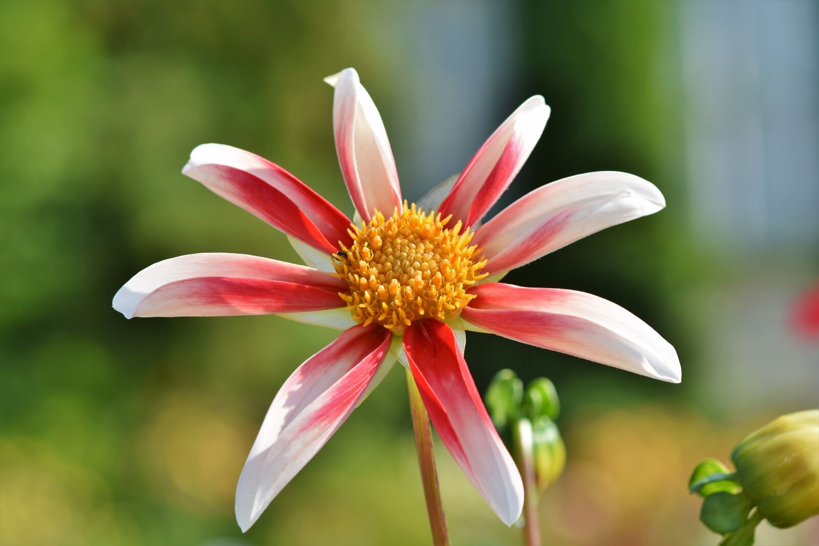 Nikon D7200 sample photo. Dahlia, dahlias bud, flower photography