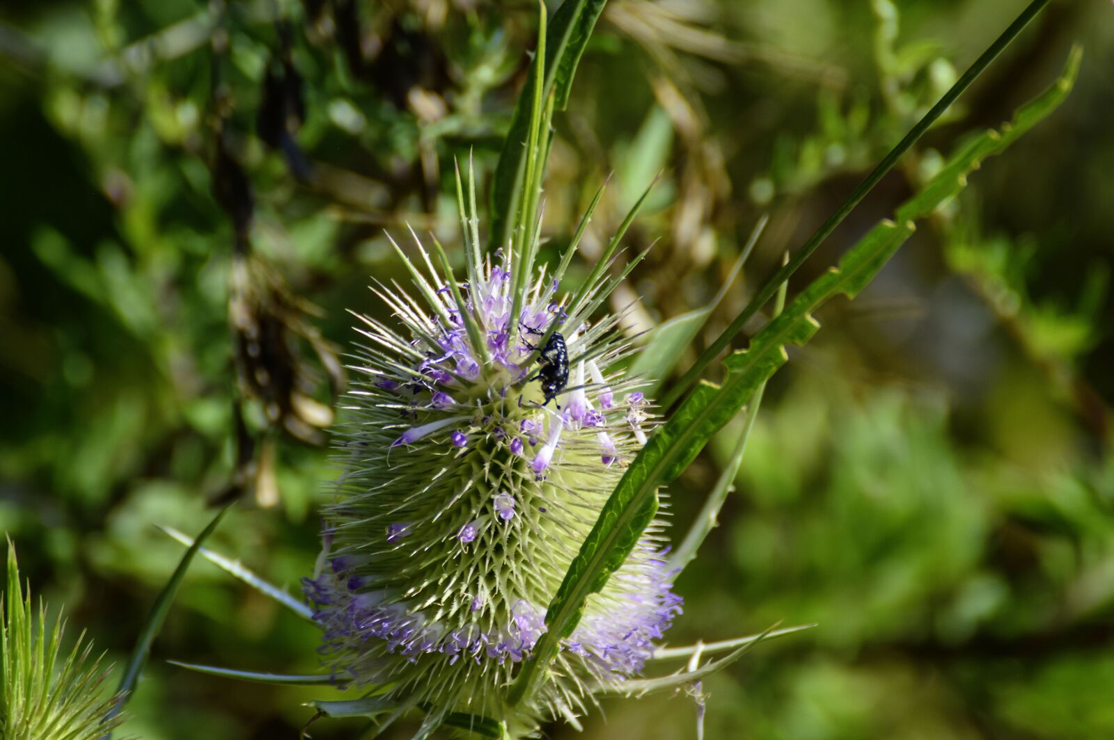 Nikon D3200 sample photo. Card, thistle, wild photography