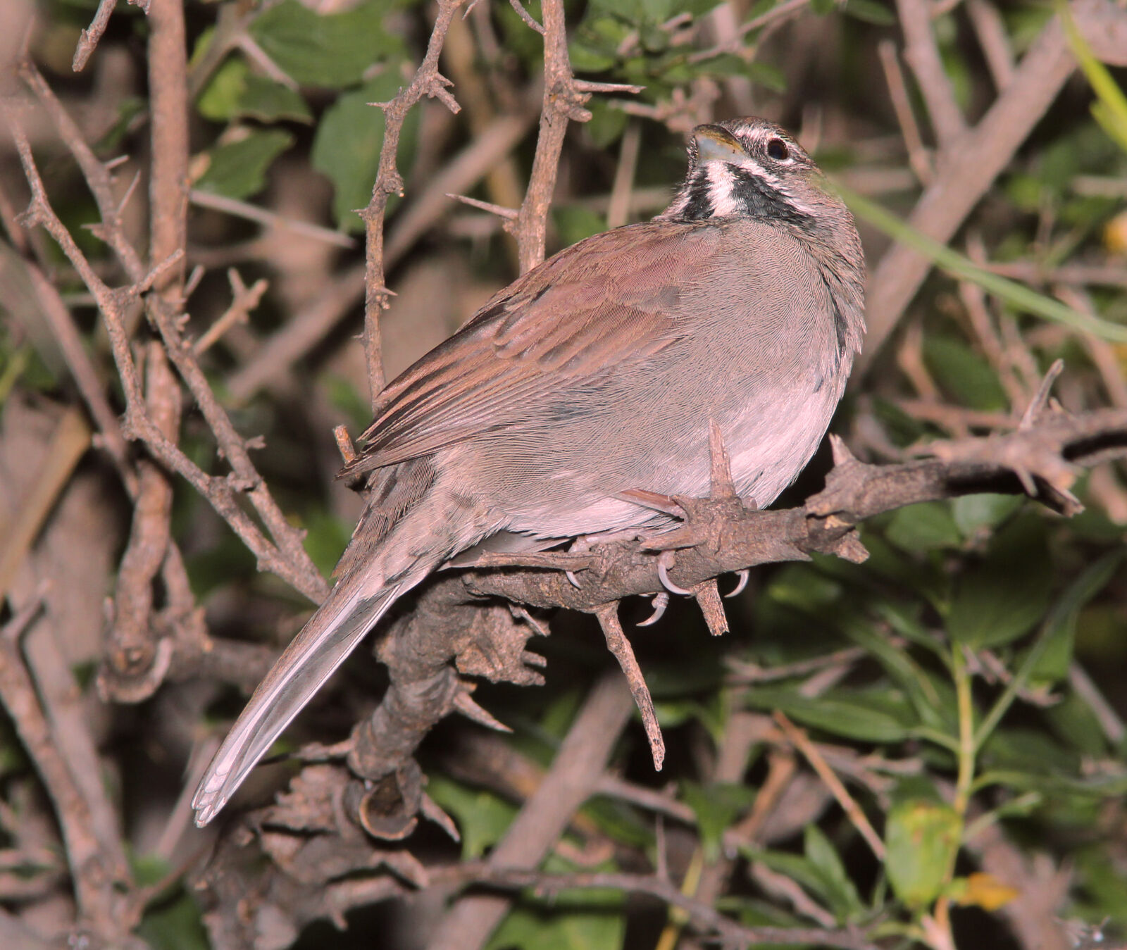 Canon EF 300mm F4L IS USM sample photo